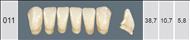 WIEDENT  A4 011   Front  Inf.  