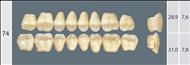 WIEDENT  D2 74L